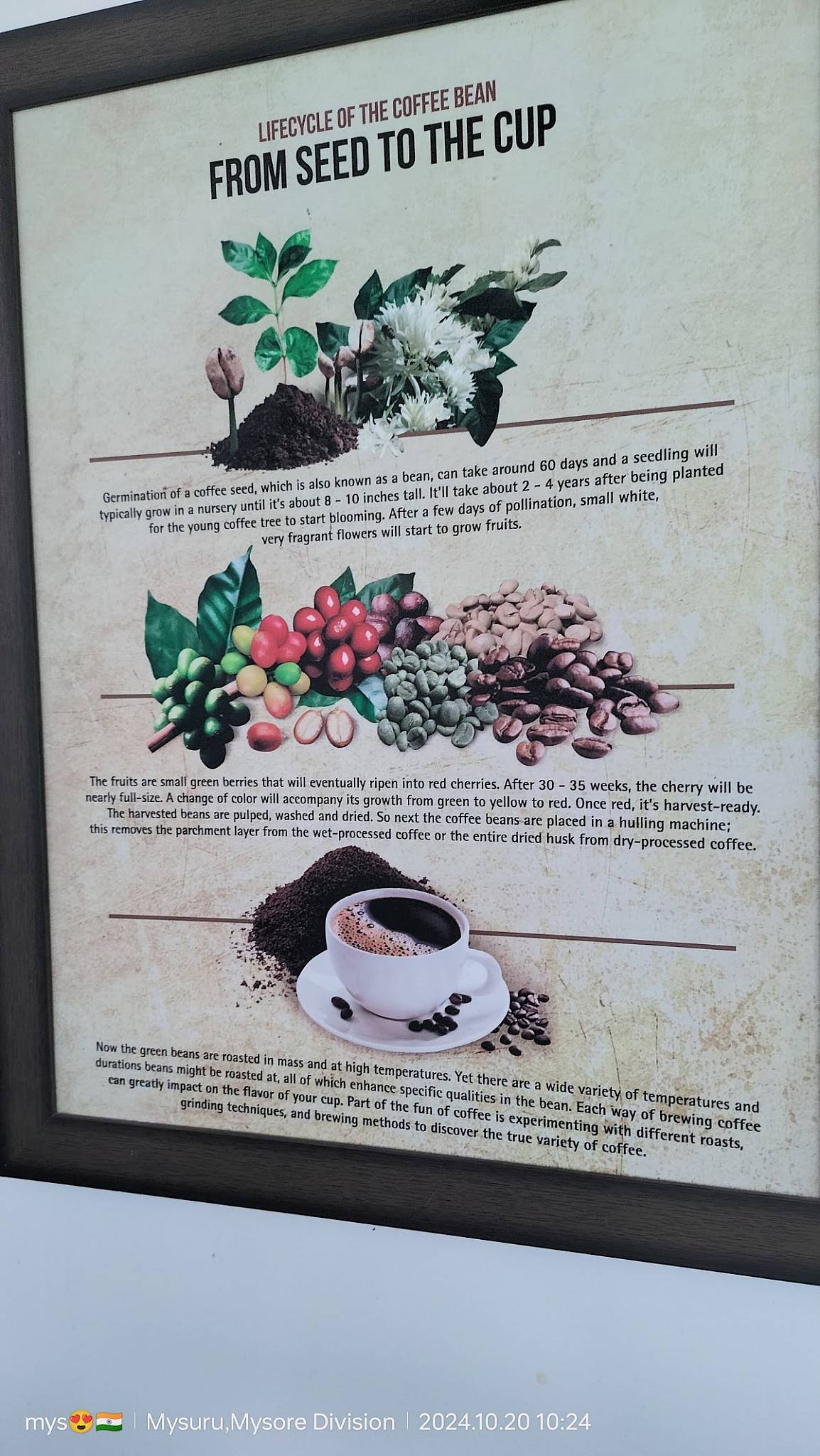 Big Cup Cafe Mysuru menu