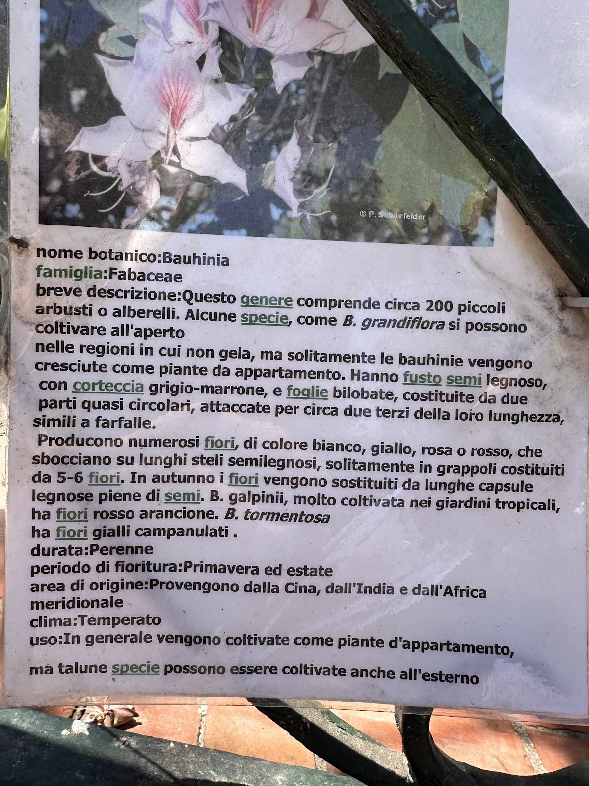 Menu di Gran Bar Giardino Calise 