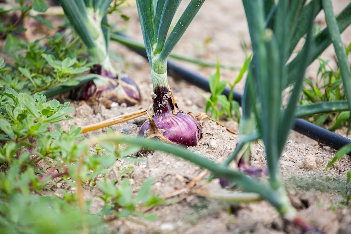 Menu di Agriturismo Pinuccia 