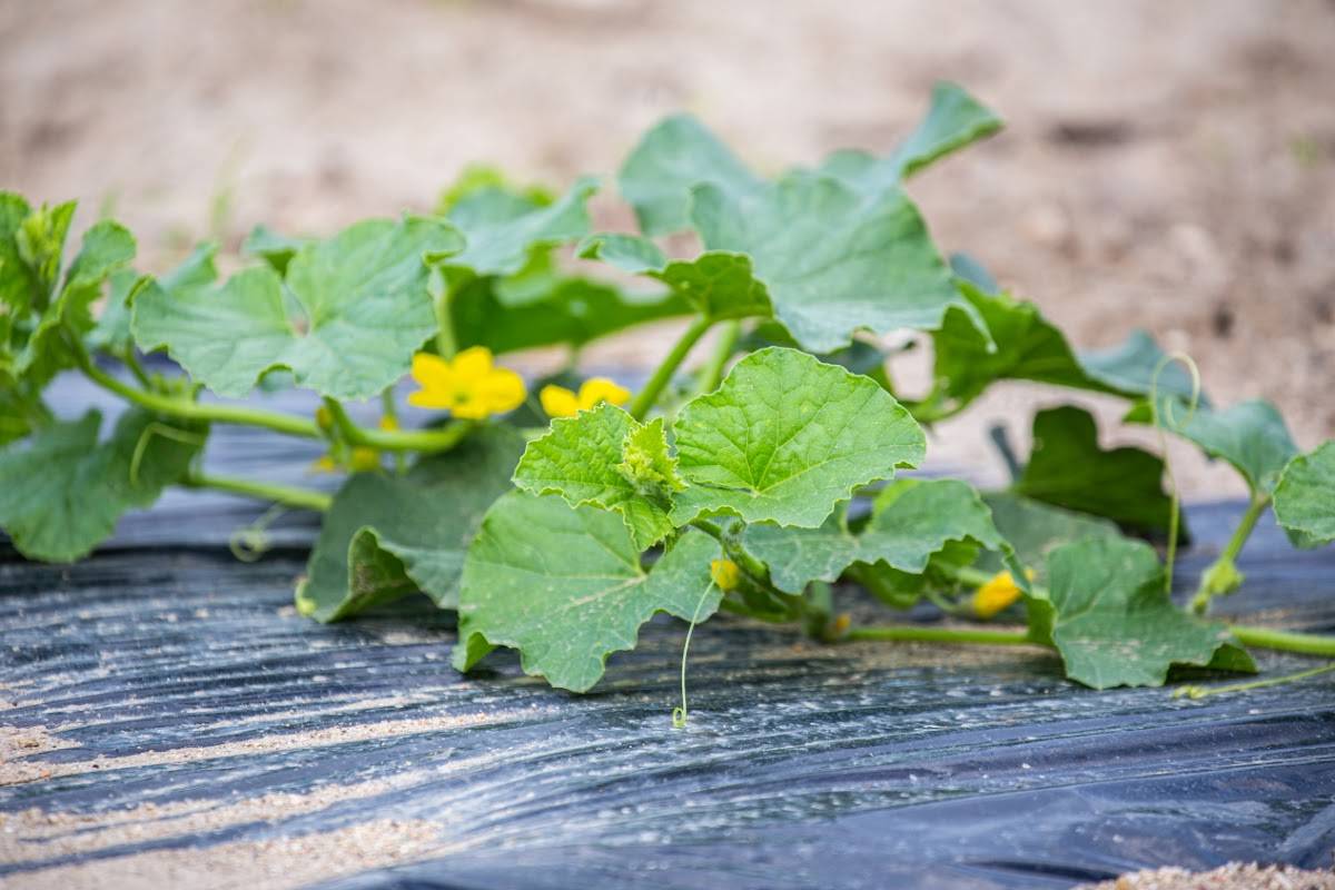 Menu di Agriturismo Pinuccia 