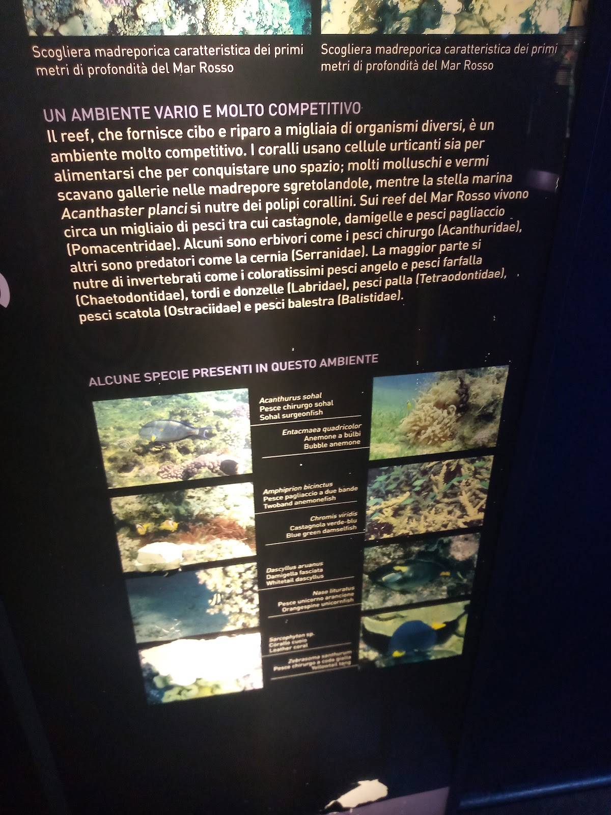 Menu di Aquarius 
