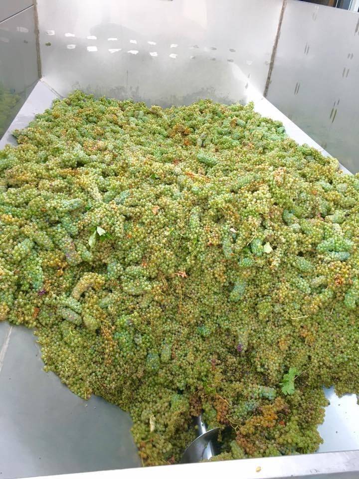 Menu di La Volpe e L'uva 