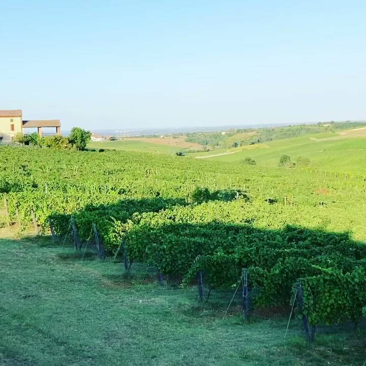 Menu di La Volpe e L'uva 