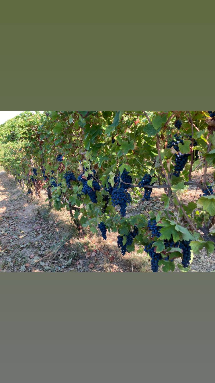 Menu di La Volpe e L'uva 