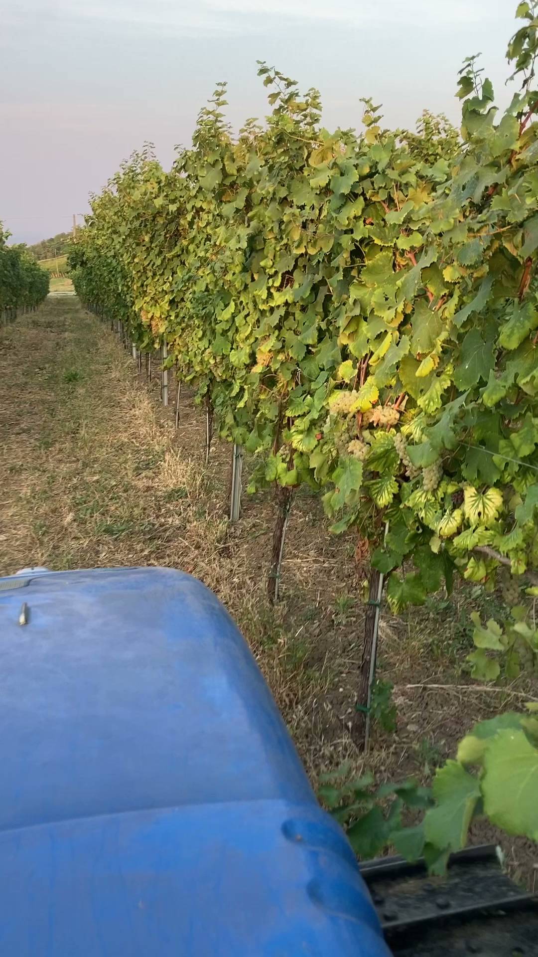 Menu di La Volpe e L'uva 