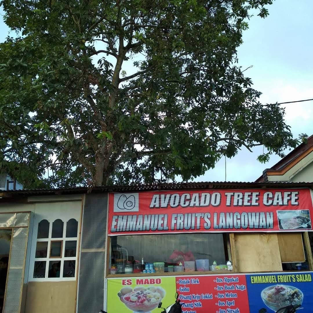 Avocado Tree
