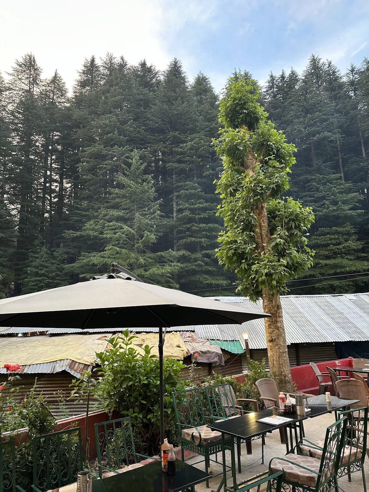 Green Forest Cafe menu