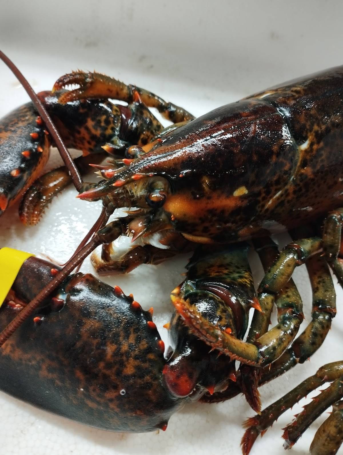 Menu di Al Grigliaro 